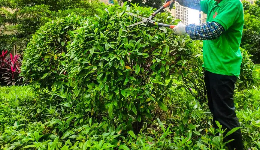 揭阳小区园林绿化工程资料