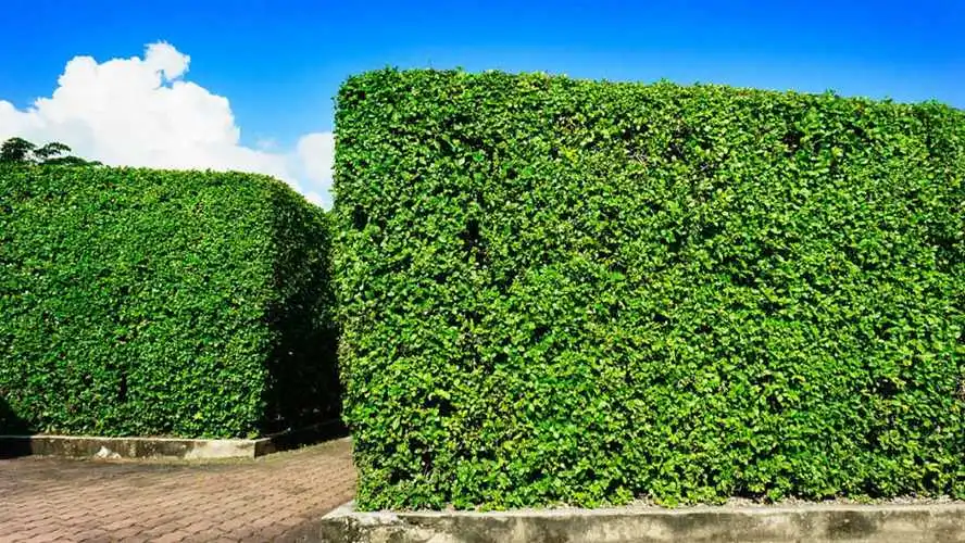 大型园林景观设计植物种植设计