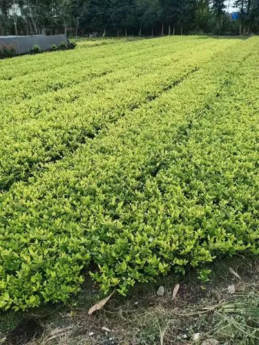 许昌市李凯园林绿化工程